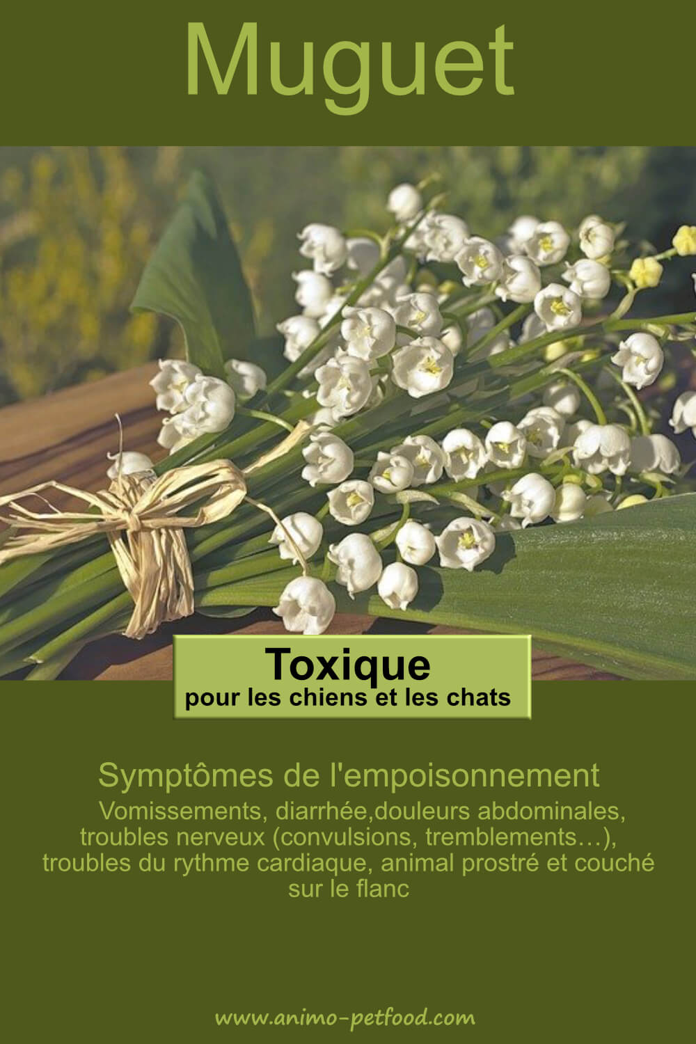 muguet-dangereux-pour-chien-et-chat